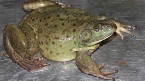 刘大瓜吃牛蛙视频,趣味横生美食之旅