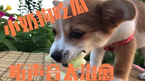 吃瓜姐弟吻小奶狗视频,这是什么神仙组合？