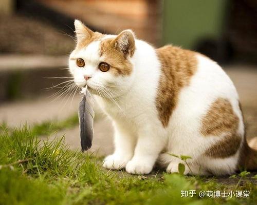 猫可以吃圆形小瓜吗视频,揭秘猫能否享用圆形小瓜