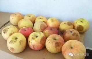 厦门吃瓜的视频,一网打尽本地特色美食瞬间