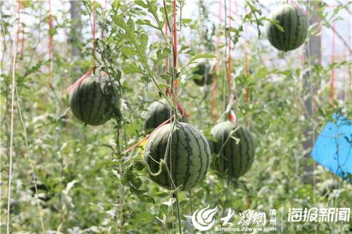 豪县吃瓜视频,揭秘当地奇闻轶事，带你领略民间风情