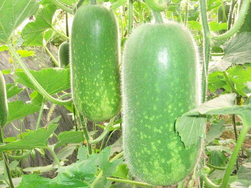 李哥吃哈密瓜视频大全,视频大全带你领略甜蜜诱惑