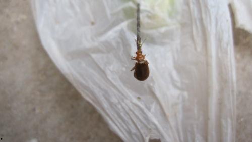 瓜叶有虫吃怎么办视频,视频揭秘高效除虫技巧