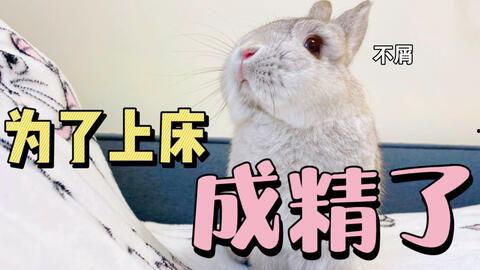 兔子吃瓜搞笑视频,欢乐无限，搞笑视频来袭！