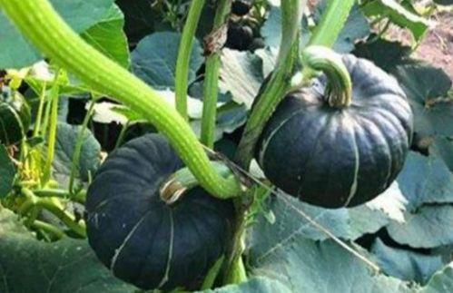 吃云南小瓜蜜的视频