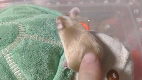 老鼠吃瓜视频,老鼠偷吃瓜视频引发网友热议