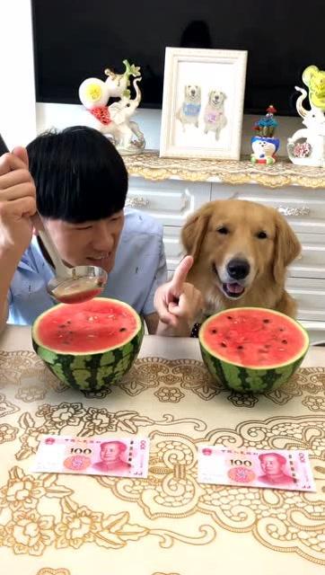 金毛阿妹吃瓜视频