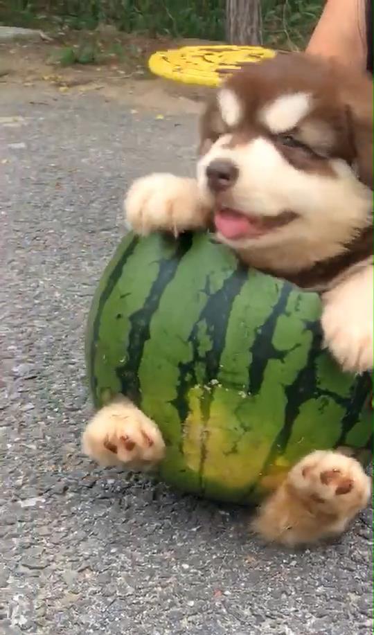 主人喂狗吃瓜视频大全集,狗狗欢乐食瓜瞬间大盘点