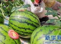 康县吃瓜视频出售信息网,网罗美食信息，尽享舌尖盛宴